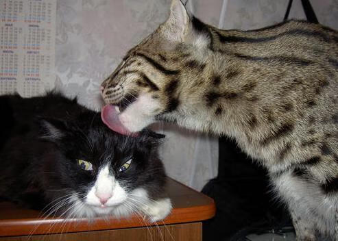 _老虎般的猛龙，鏖战到底笑到最后_，迅猛的老虎