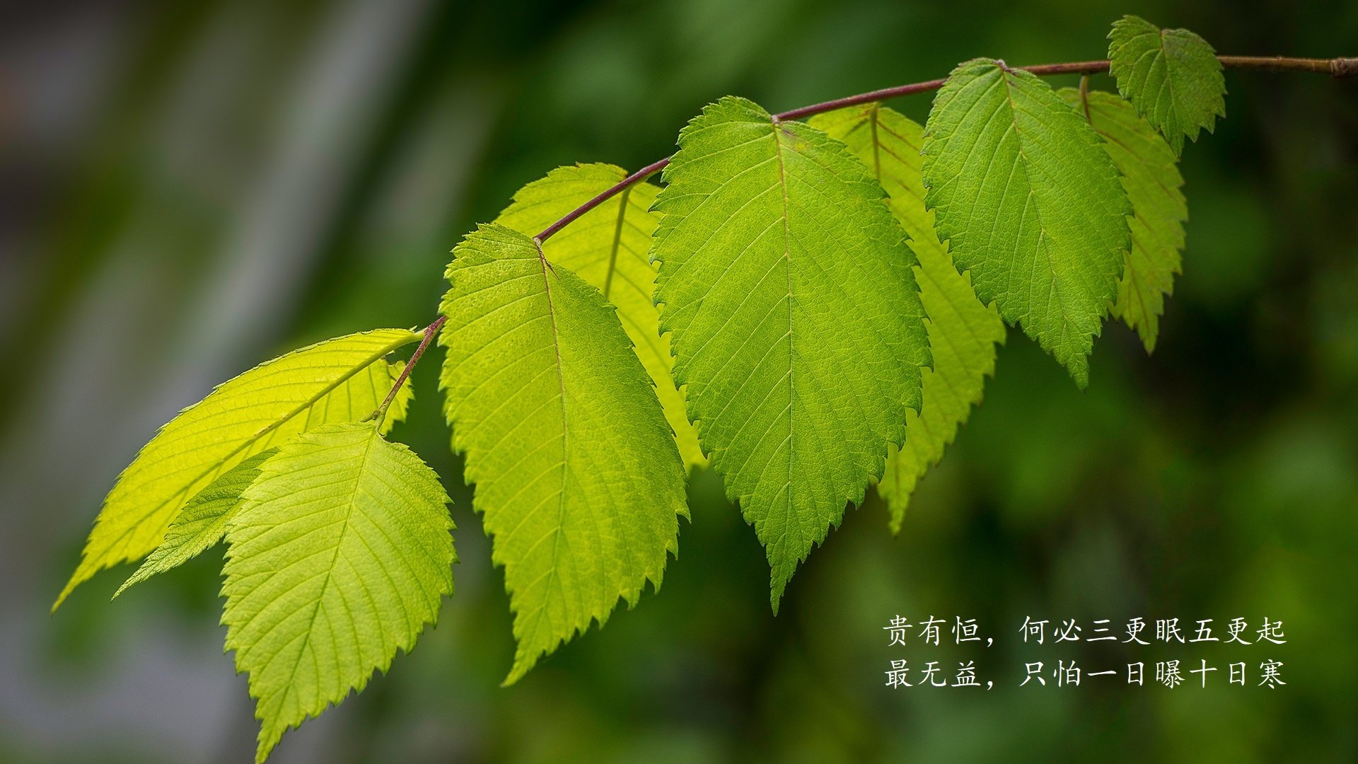 马洛卡多次抢断切断对方进攻线路，马洛卡队